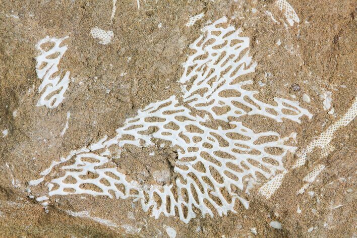 Ordovician Bryozoans (Chasmatopora) Plate - Estonia #73474